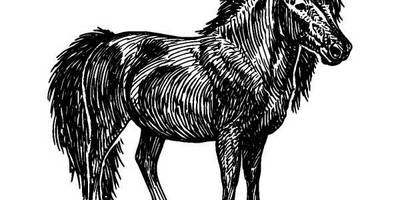 Животные 565