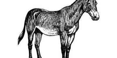 Животные 1270