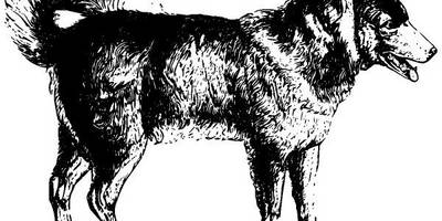 Животные 2726