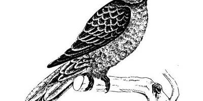 Животные 2694