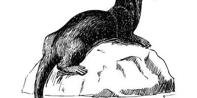 Животные 1074