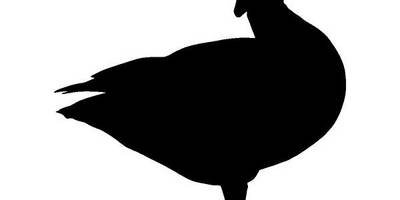 Животные 4318