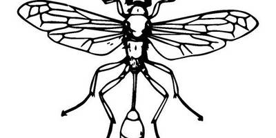 Животные 2609