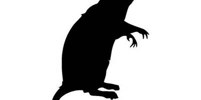 Животные 1968