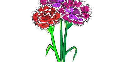 9 мая гвоздика 1