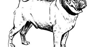 Животные 161