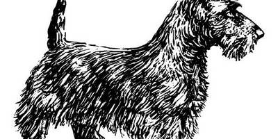 Животные 1081