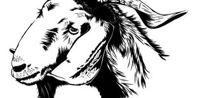 Животные 3345