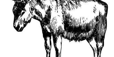 Животные 2919