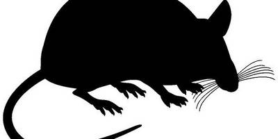 Животные 2239