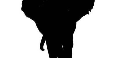 Животные 4326