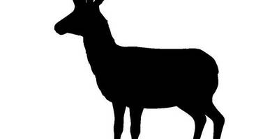 Животные 708