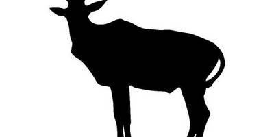 Животные 3910