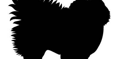 Животные 724