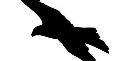 Животные 3319