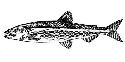 Животные 567