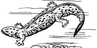 Животные 506