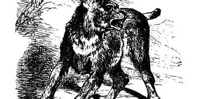 Животные 2701