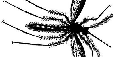 Животные 2854