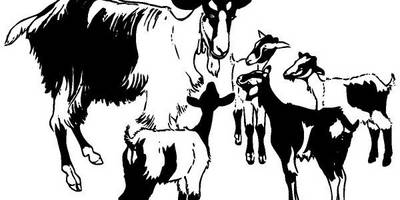 Животные 169