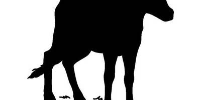 Животные 692