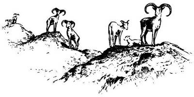 Животные 2649