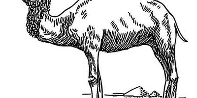 Животные 366