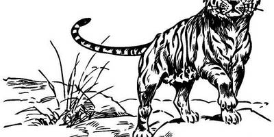 Животные 457