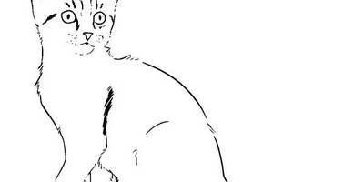 Животные 1250