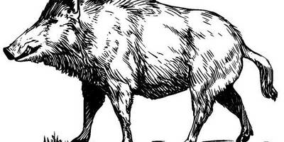 Животные 214