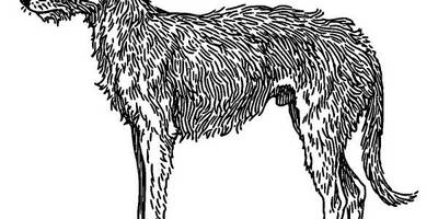 Животные 624