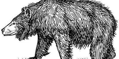 Животные 1118