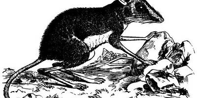 Животные 2859