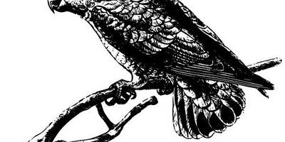 Животные 2728