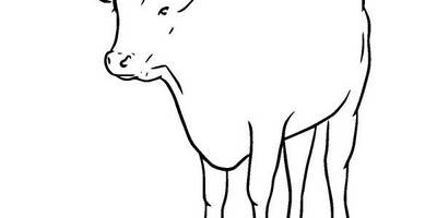 Животные 2924