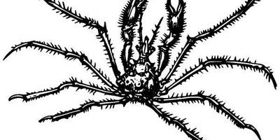 Животные 1020