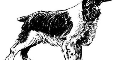 Животные 1123