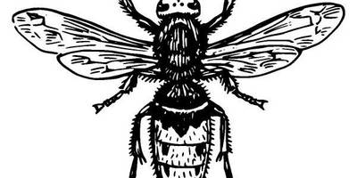 Животные 508