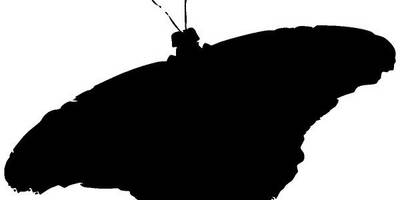 Животные 1275