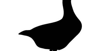 Животные 3595