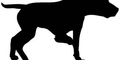 Животные 728