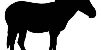 Животные 4234