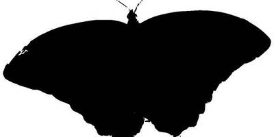 Животные 1273