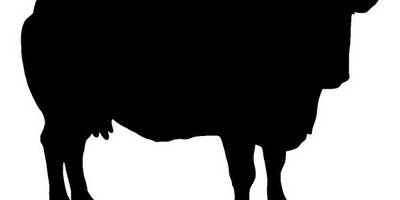 Животные 4177