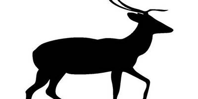 Животные 2909