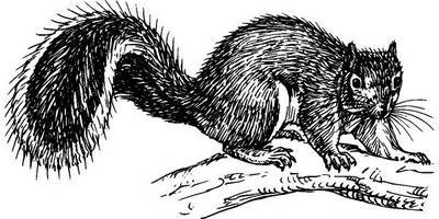 Животные 1126