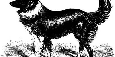 Животные 2661