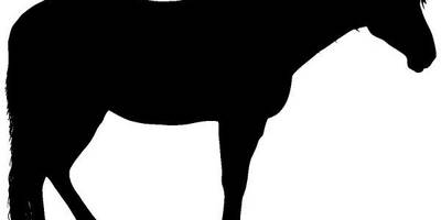 Животные 3946