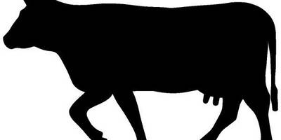 Животные Корова 771