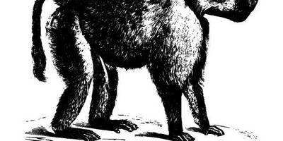 Животные 1279